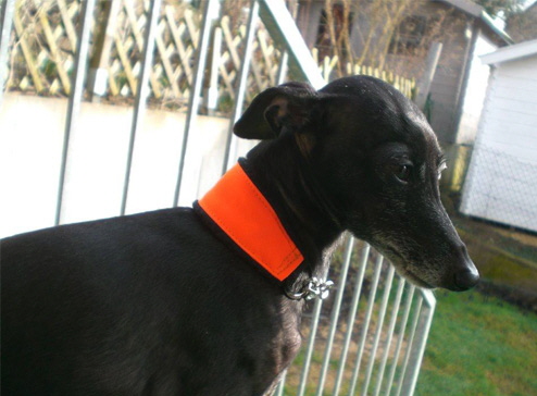 das perfekte Halsband